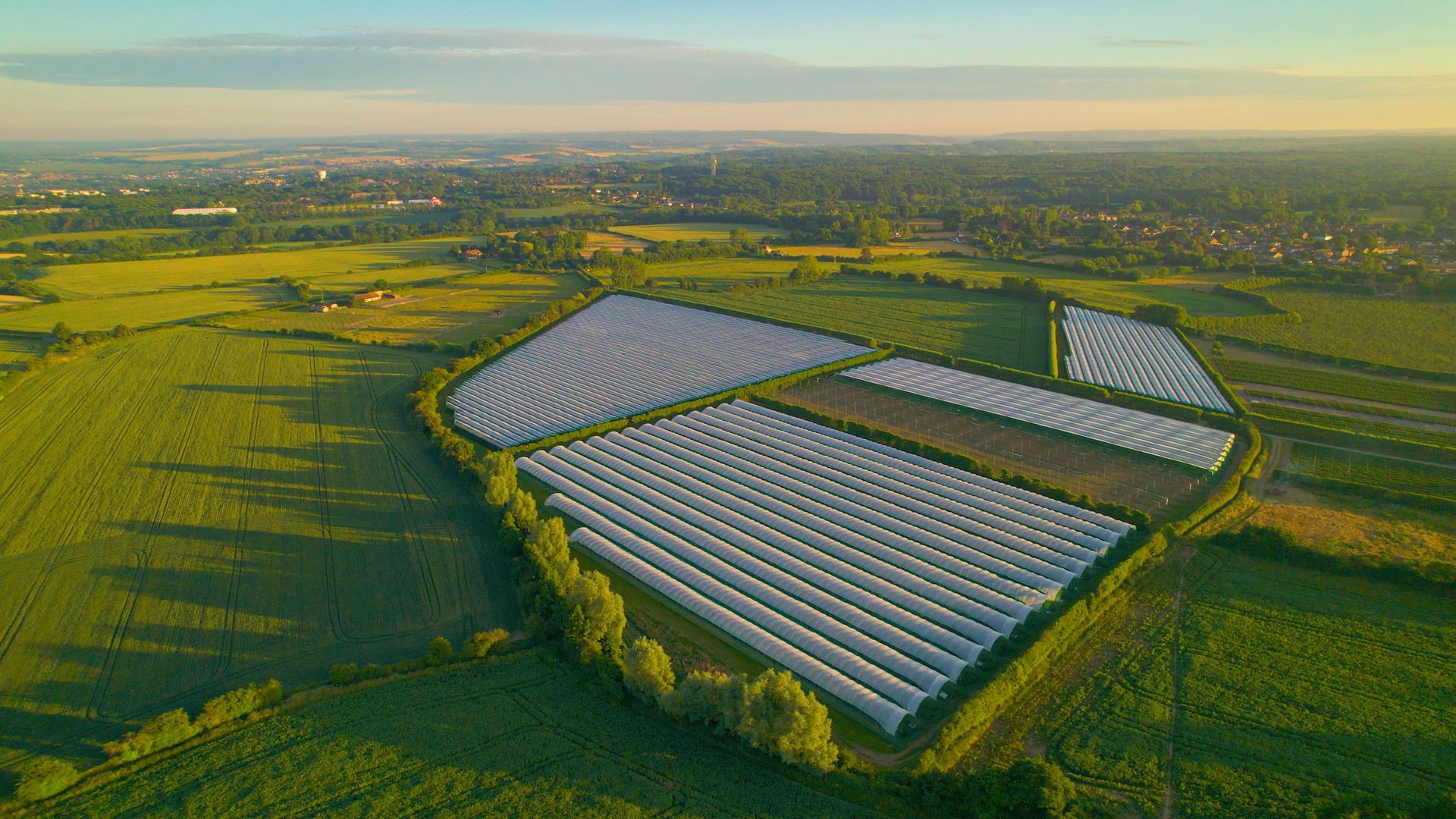 AERIAL: Beautiful golden morning sunlight illuminates the large greenhouse area