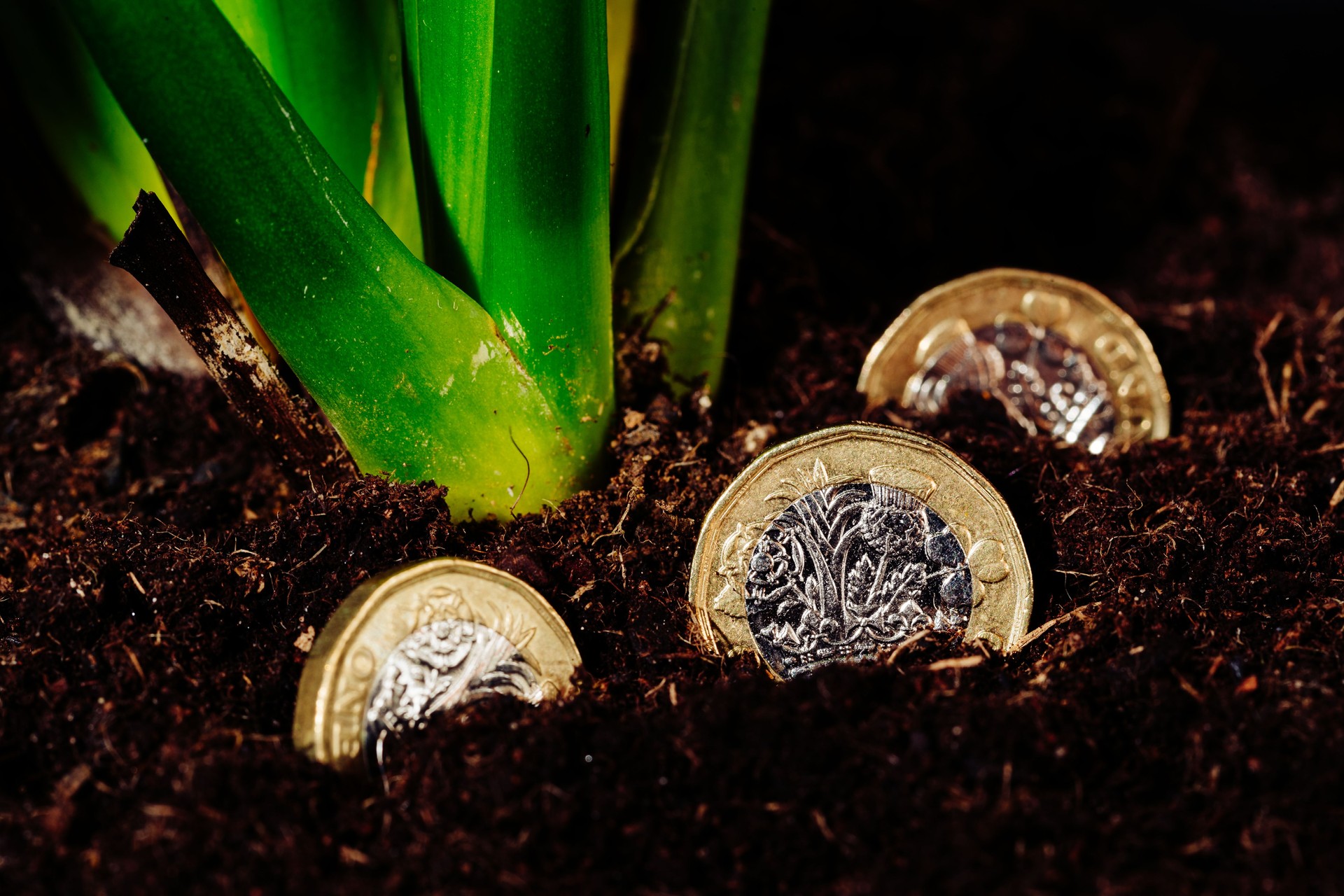 Money growth metaphor