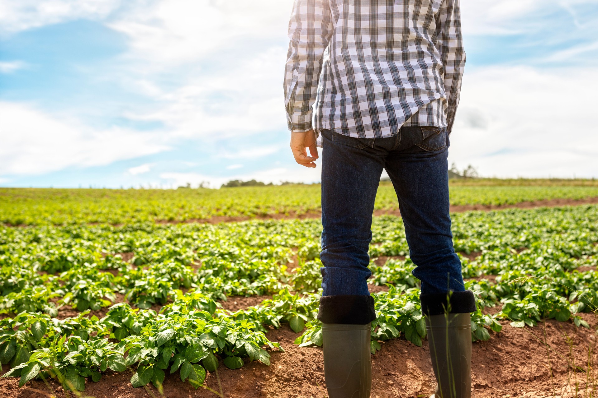 Farmer working in field examining growth of potato crop